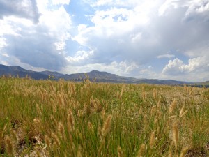 Meadow with Mountains in Background - Free High Resolution Photo