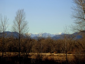Mountains Behind Winter Trees - Free High Resolution Photo