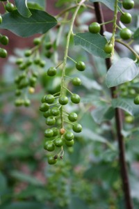 Green Chokecherries - Free High Resolution Photo