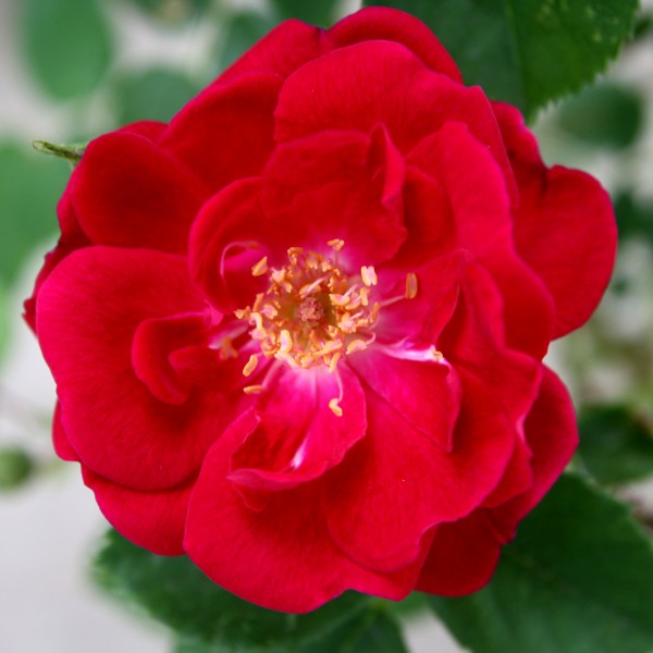 Wild Red Rose - Free High Resolution Photo
