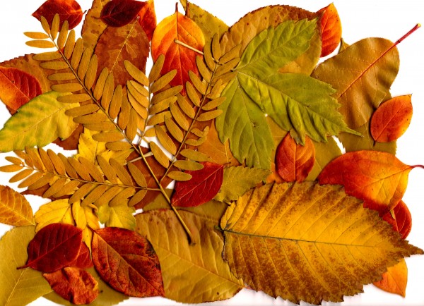 Autumn Leaves Collage - Free High Resolution Photo