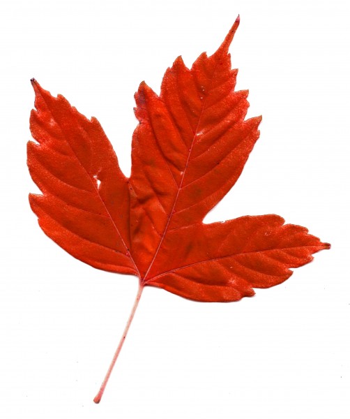 Red Maple Leaf - Free High Resolution Photo