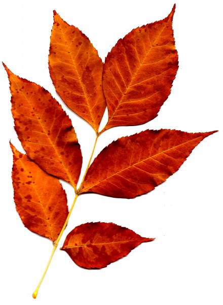 Sprig of Orange Fall Leaves - Free High Resolution Photo