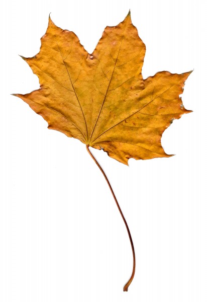 Golden Fall Maple Leaf - Free High Resolution Photo