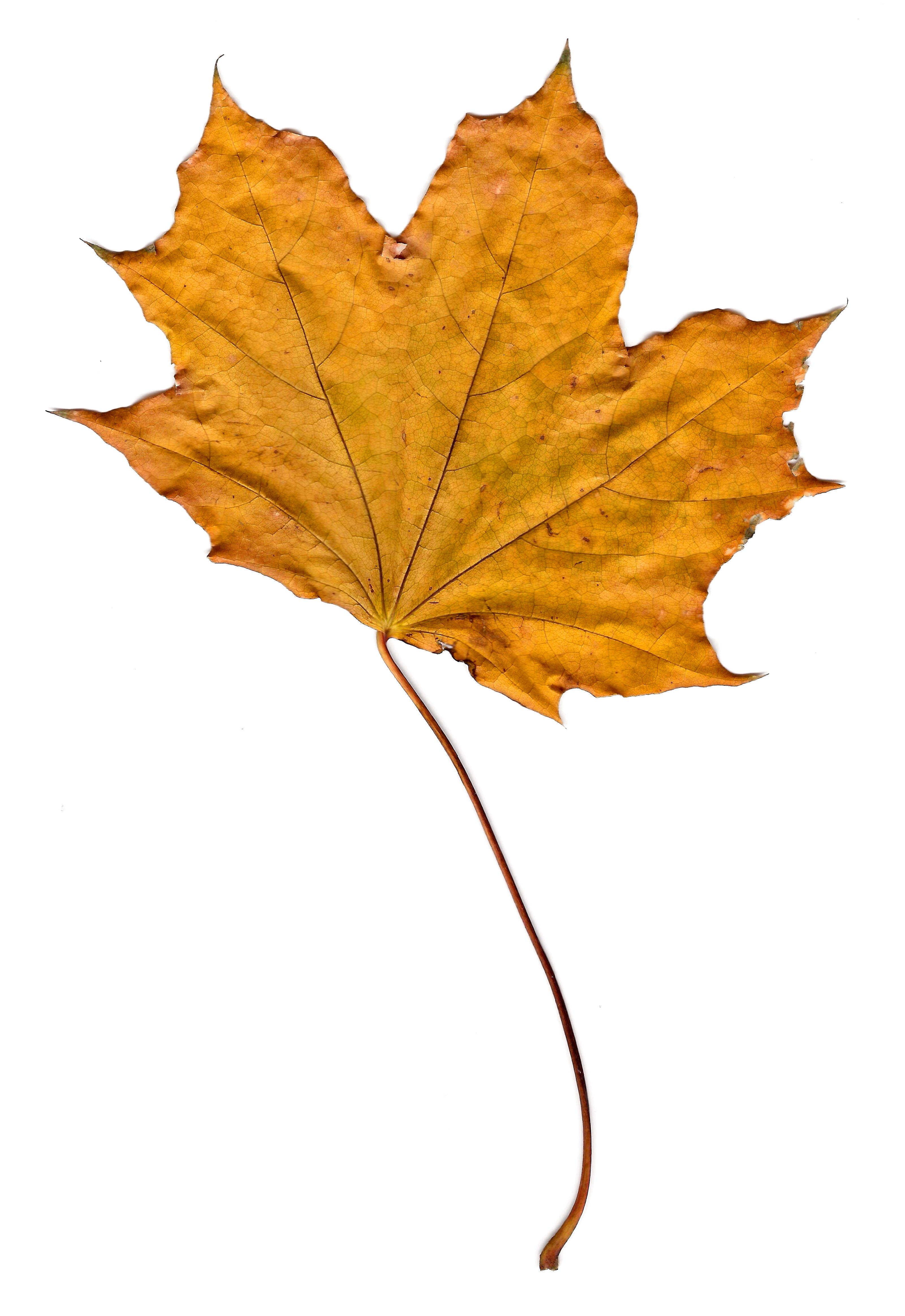 Golden Fall Maple Leaf Picture | Free Photograph | Photos Public Domain