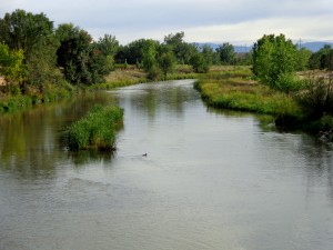 River with Duck Swimming - Free High Resolution Photo