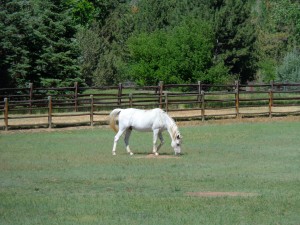 White Horse Grazing - Free High Resolution Photo