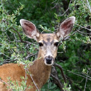 Mule Deer Close Up - Free High Resolution Photo