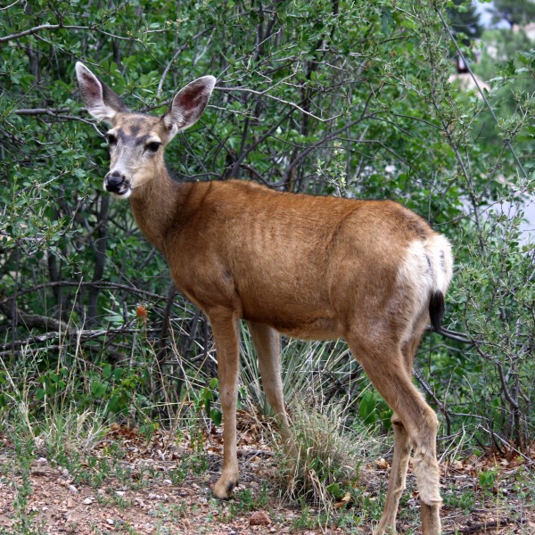 Mule Deer Doe - Free High Resolution Photo