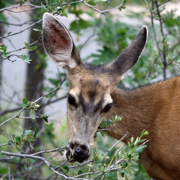 Mule Deer Eating Shrub - Free High Resolution Photo