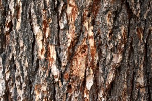 Pine Tree Bark Texture - Free High Resolution Photo