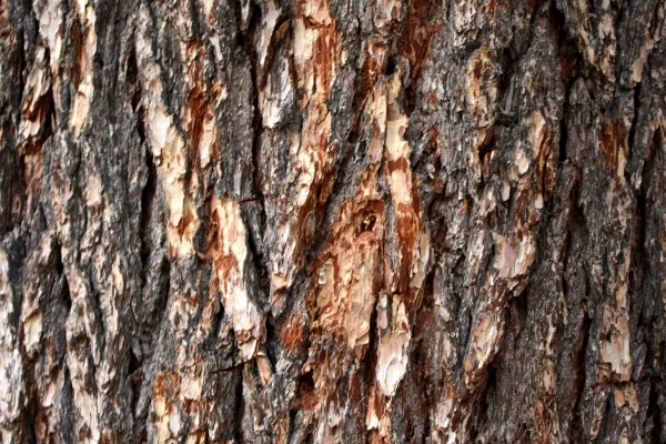 Pine Tree Bark Texture - Free High Resolution Photo