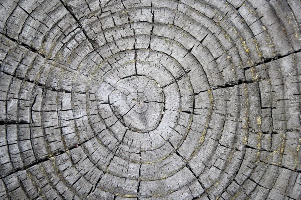 Tree Rings on Weathered Stump Texture - Free High Resolution Photo