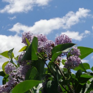 Lilac Blossoms with Blue Sky - Free High Resolution Photo