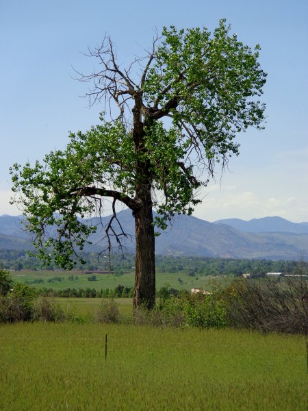 Lone Old Cottonwood Tree - Free High Resolution Photo