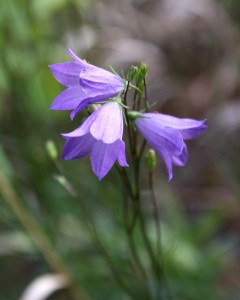 Purple Bellflowers Close Up - Free High Resolution Photo