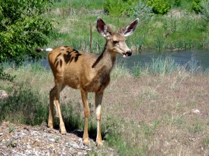 Young Mule Deer - Free High Resolution Photo