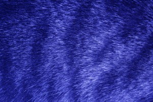 Blue Tabby Fur Texture - Free High Resolution Photo