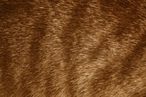 Brown Tabby Fur Texture - Free High Resolution Photo