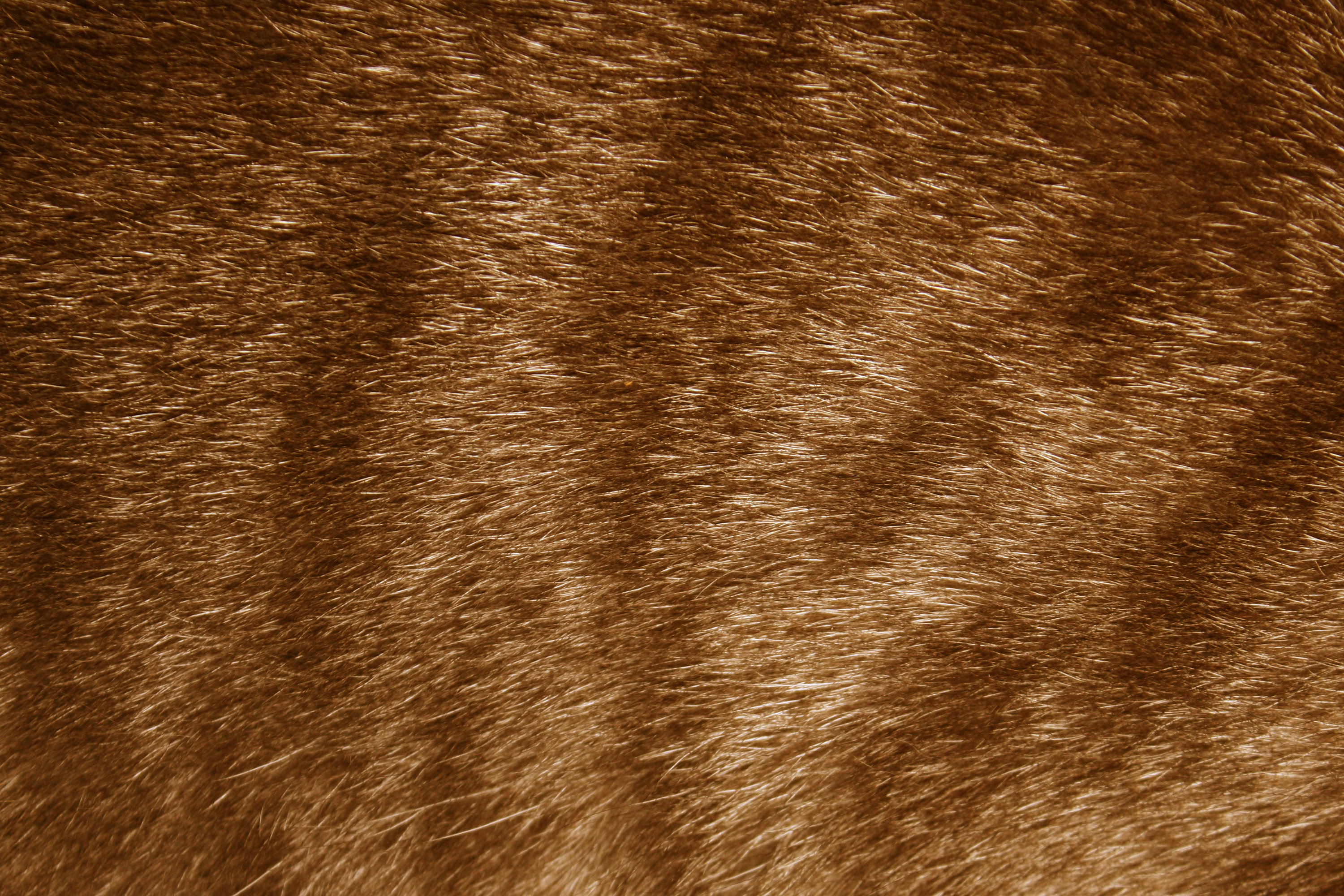 Brown Tabby Fur Texture – Free High Resolution Photo – Photos Public Domain