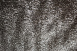 Gray Tabby Fur Close Up Texture - Free High Resolution Photo