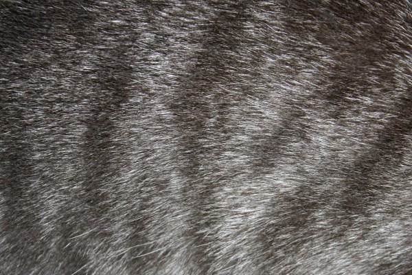 Gray Tabby Fur Texture - Free High Resolution Photo