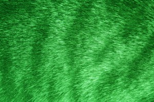 Green Tabby Fur Texture - Free High Resolution Photo
