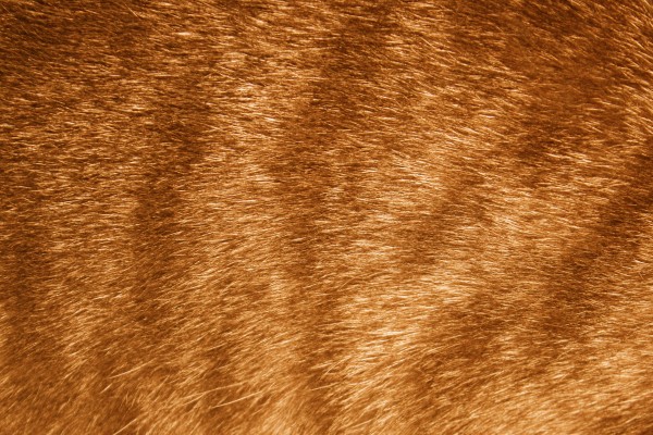 Orange Tabby Fur Texture - Free High Resolution Photo