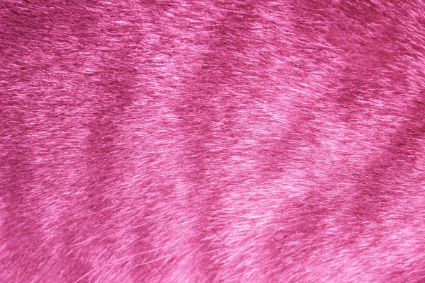 Pink Tabby Fur Texture - Free High Resolution Photo
