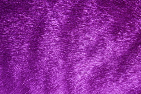Purple Tabby Fur Texture - Free High Resolution Photo