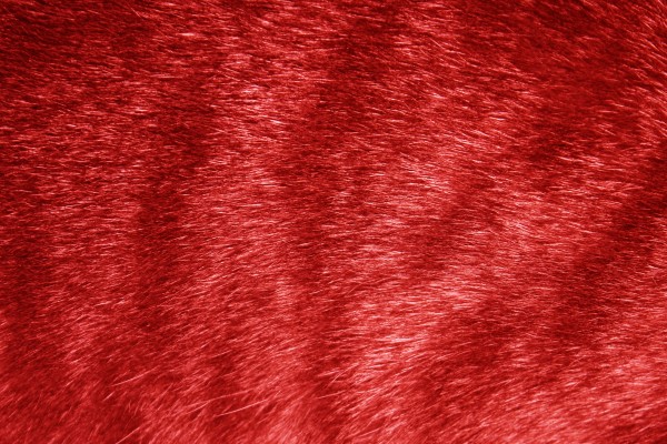 Red Tabby Fur Texture - Free High Resolution Photo