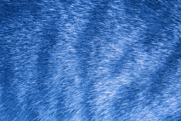 Sky Blue Tabby Fur Texture - Free High Resolution Photo