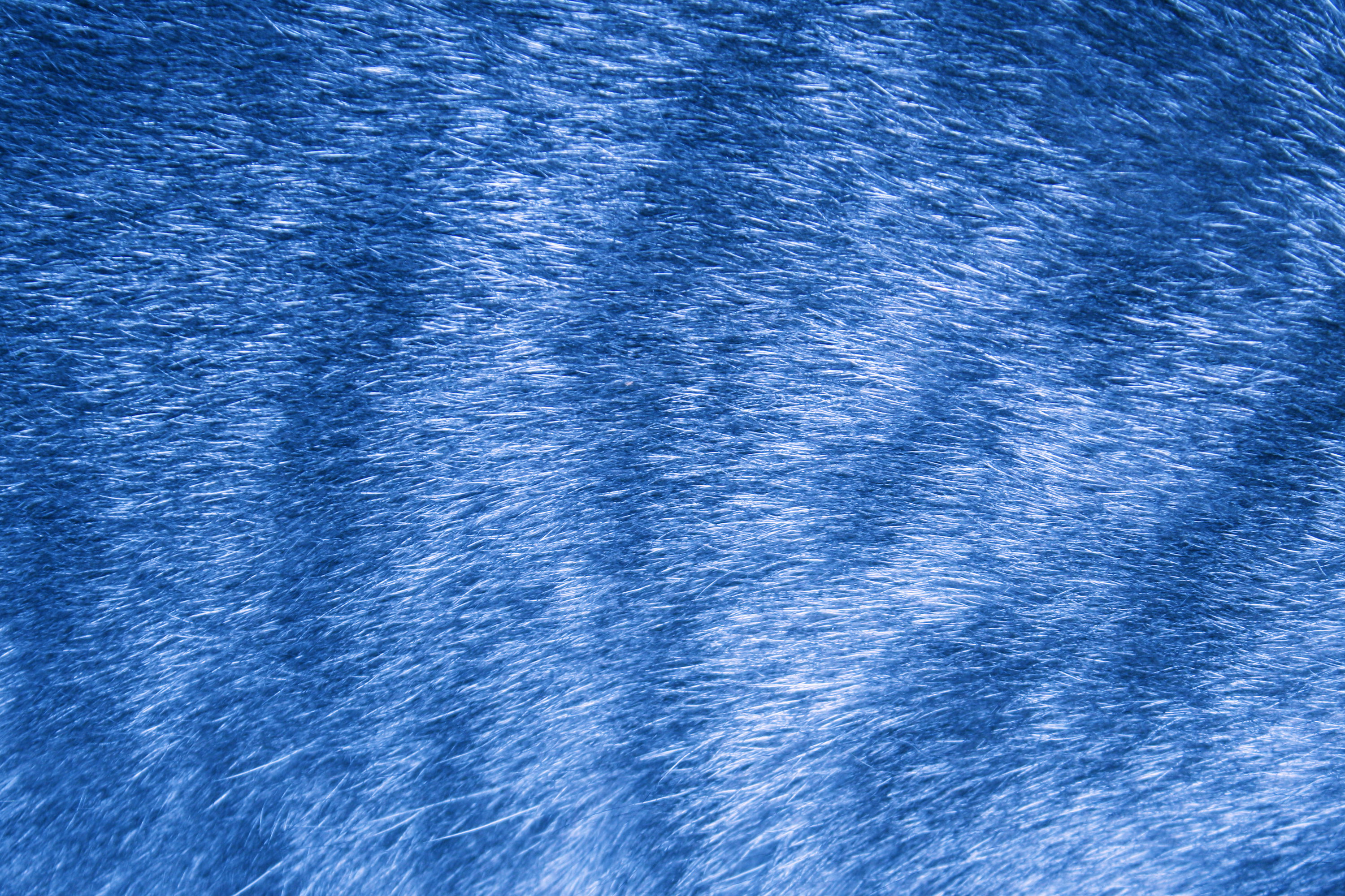 Sky Blue Tabby Fur Texture Picture Free Photograph Photos Public Domain