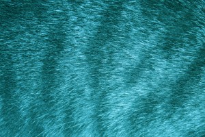 Teal Tabby Fur Texture - Free High Resolution Photo