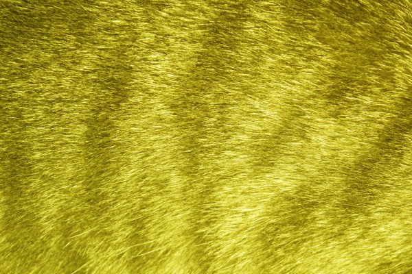 Yellow Tabby Fur Texture - Free High Resolution Photo