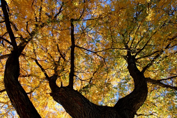 Autumn Tree from Below - Free High Resolution Photo