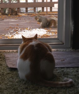 Cat Watching Squirrels - Free high Resolution Photo