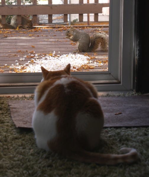 Cat Watching Squirrels - Free high Resolution Photo Cat Watching Squirrels - Free high Resolution Photo