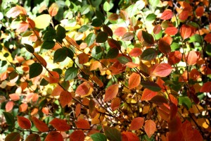 Colorful Autumn Leaves Texture - Free High Resolution Photo
