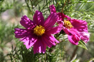 Purple Cosmos Flowers - Free High Resolution Photo