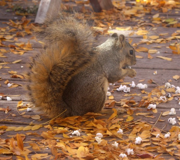 Squirrel Eating Popcorn - Free High Resolution Photo