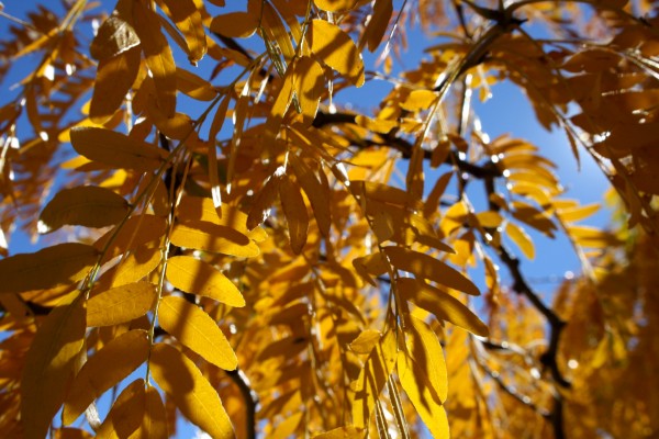 Yellow Fall Locust Leaves Close Up Texture - Free High Resolution Photo
