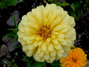 Yellow Zinnia Flower - Free High Resolution Photo