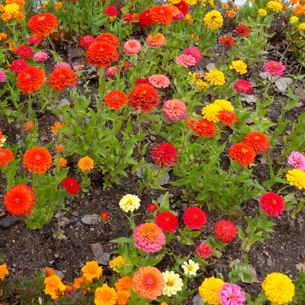 Zinnias - Free High Resolution Photo