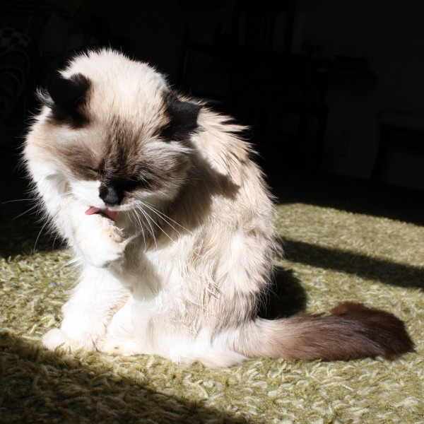 Cat Bathing in Sunbeam - Free High Resolution Photo