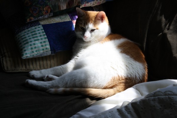 Orange and White Cat in Sunbeam - Free High Resolution Photo