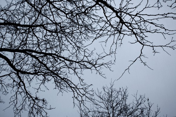 Winter Tree Branches - Free High Resolution Photo