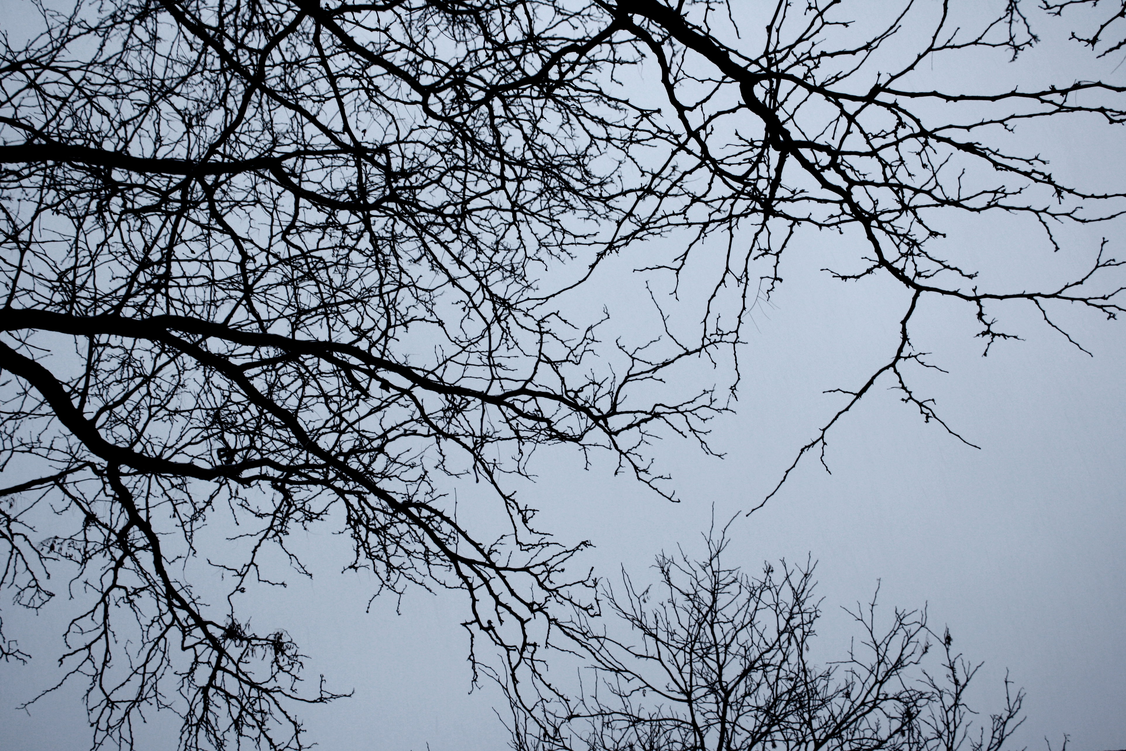 Winter Tree Branches Winter Tree Branches - Free High Resolution Photo