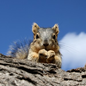 Squirrel Peering Over Edge of Branch - Free High Resolution Photo