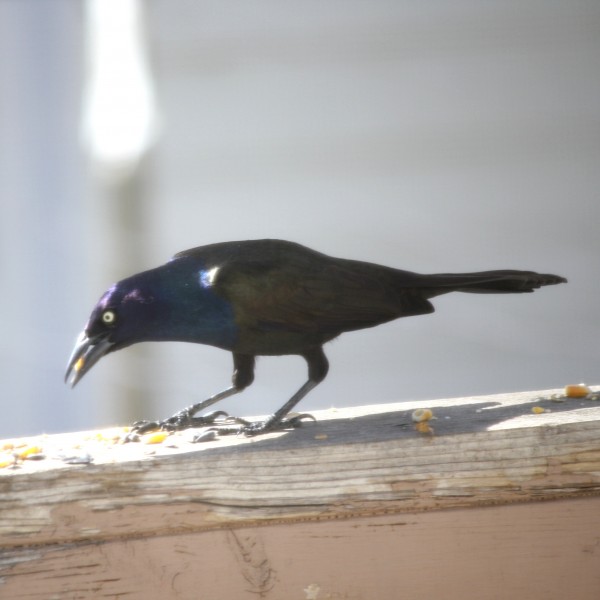 Common Grackle Bird - Free High Resolution Photo